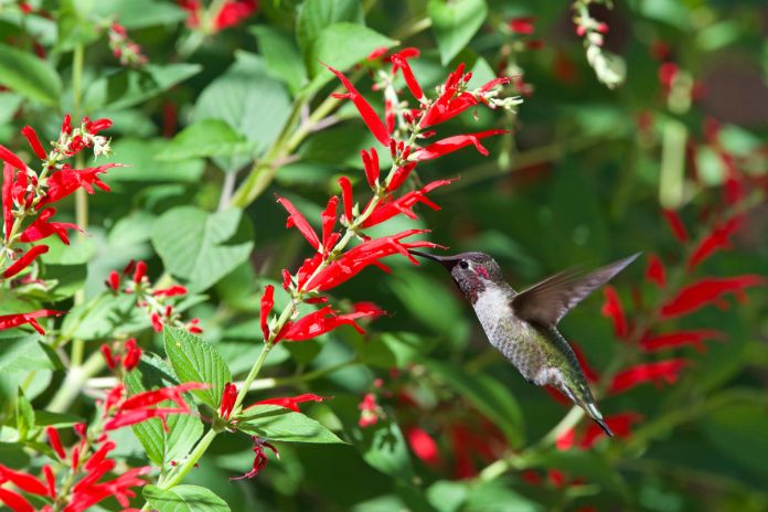 Why You Should Create a Wildlife Habitat in Your Backyard