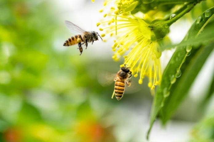 Home Gardening Tips To Help Local Bees Thrive