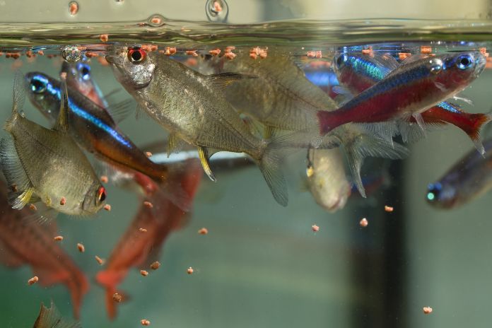 The Pros and Cons of Using Live Food To Feed Your Fish