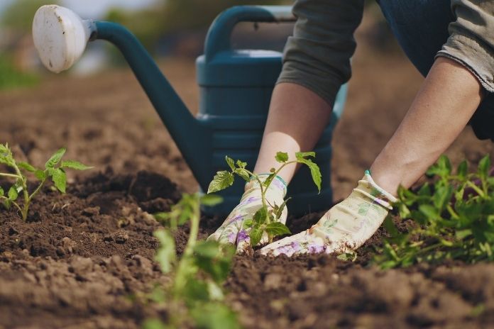 Green Thumb: Tricks for Being a Better Gardener