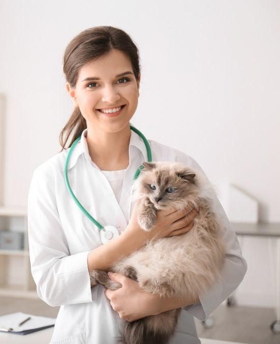 What People Look for in a Veterinarian