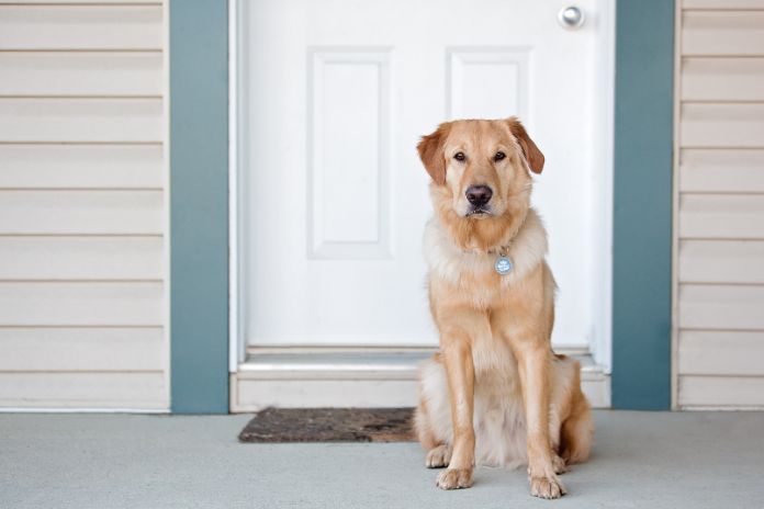 How To Get Rid of Pet Odors in Your Rental Property