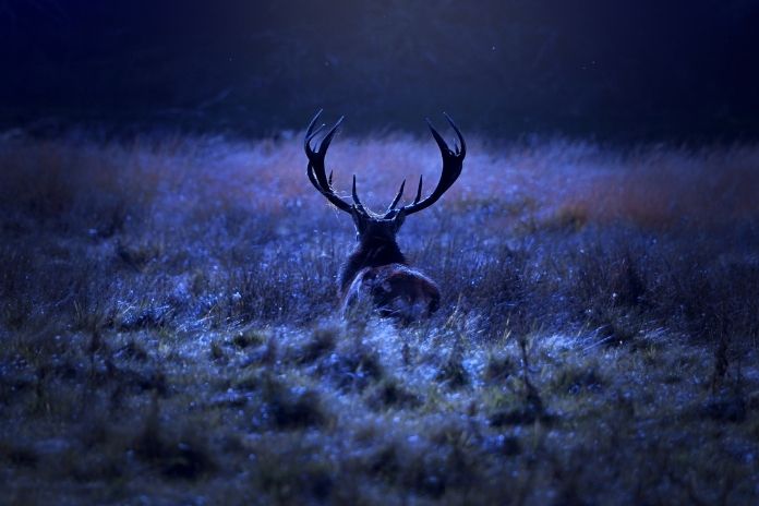 4 Essential Safety Tips for Night Hunting
