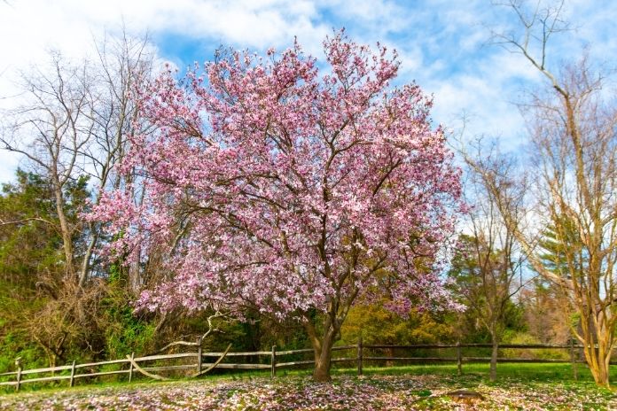 The Best Flowering Trees To Plant for the Spring
