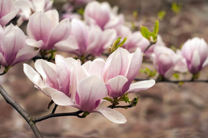 What You Should Know About Magnolia Trees