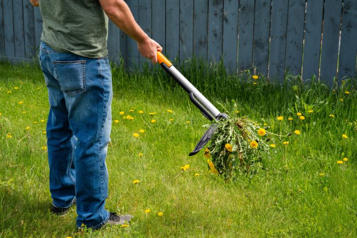 Common Summer Lawn Problems and Solutions