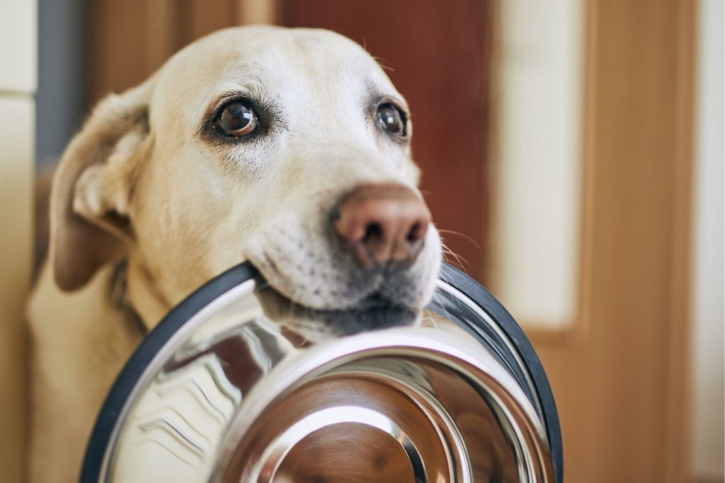 3 Signs You Should Alter Your Dog’s Diet