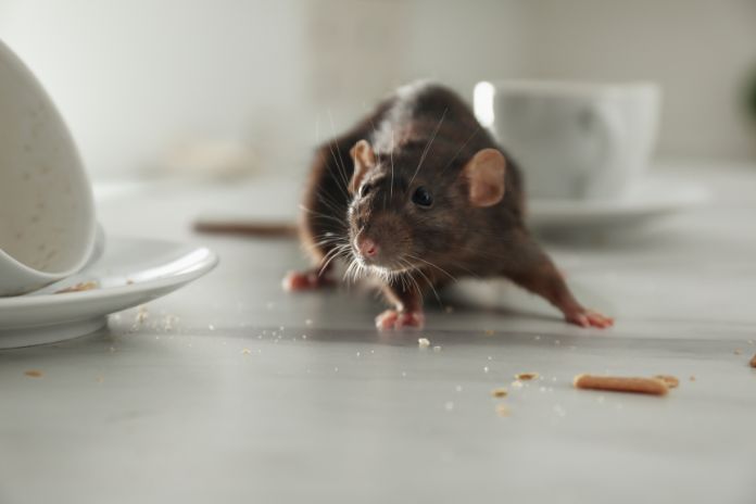 4 Common Places To Find Rodents During the Winter