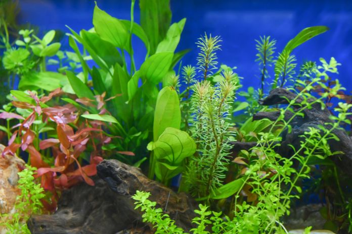 Live vs. Plastic Aquarium Plants: What’s Best for Your Tank?